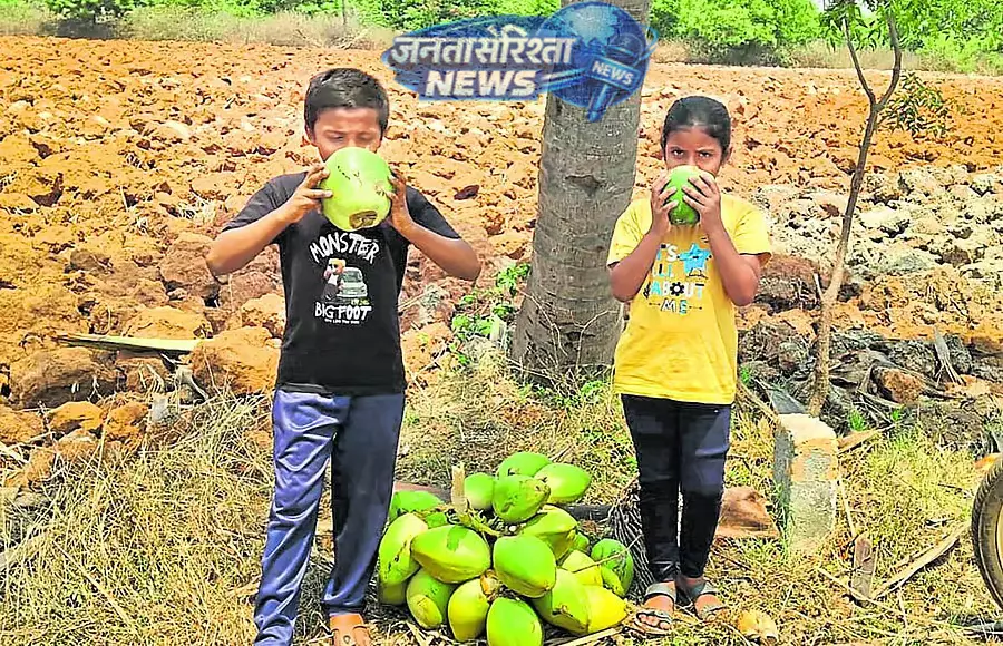 Karnataka : नारियल पानी की भारी मांग Karnataka : नारियल पानी की भारी मांग