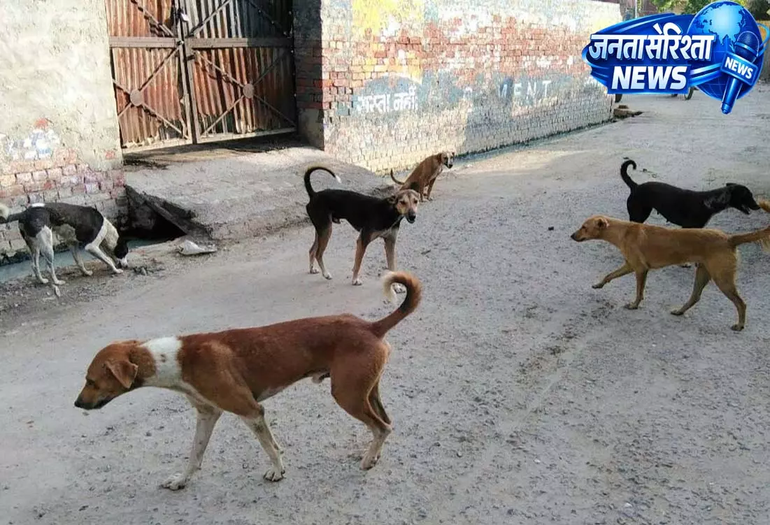 तखतपुर में पागल कुत्तों का आतंक, कुछ घंटों में 25 लोग घायल, अस्पताल में इलाज जारी तखतपुर में पागल कुत्तों का आतंक, कुछ घंटों में 25 लोग घायल, अस्पताल में इलाज जारी