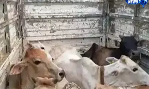 असम में तस्करी विरोधी अभियान: पुलिस ने 23 मवेशी किए जब्त असम में तस्करी विरोधी अभियान: पुलिस ने 23 मवेशी किए जब्त