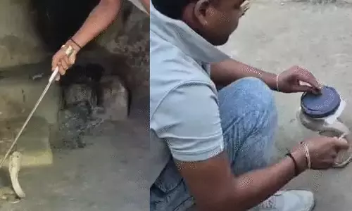 कोबरा सांप घुसा स्कूल में, डरे शिक्षक