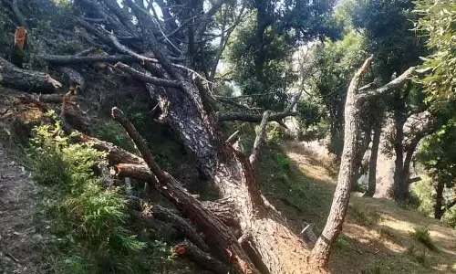 Yamunanagar में लापरवाही पर फॉरेस्ट गार्ड सस्पेंड Yamunanagar में लापरवाही पर फॉरेस्ट गार्ड सस्पेंड