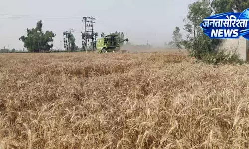 Dehra Baba Nanak: बाढ़ के बावजूद भरपूर पैदावार Dehra Baba Nanak: बाढ़ के बावजूद भरपूर पैदावार