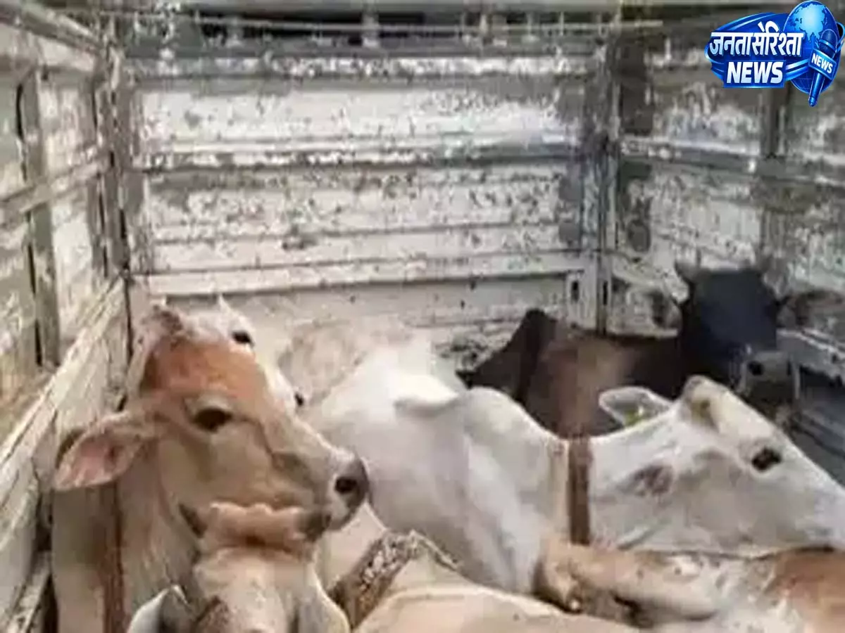 असम में तस्करी विरोधी अभियान: पुलिस ने 23 मवेशी किए जब्त असम में तस्करी विरोधी अभियान: पुलिस ने 23 मवेशी किए जब्त