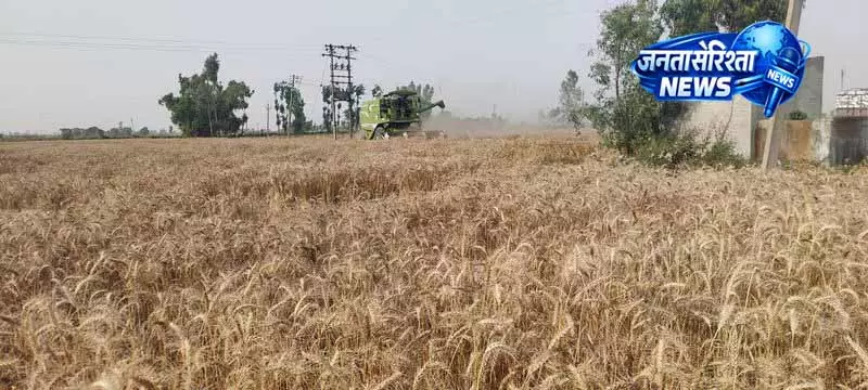 Dehra Baba Nanak: बाढ़ के बावजूद भरपूर पैदावार Dehra Baba Nanak: बाढ़ के बावजूद भरपूर पैदावार