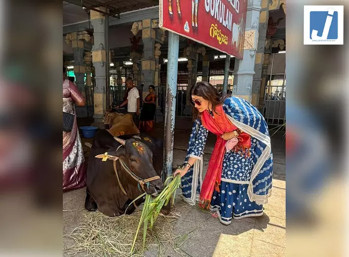 तिरुपति में गौसेवा करती दिखीं शमिता शेट्टी, बहन शिल्पा ने की तारीफ तिरुपति में गौसेवा करती दिखीं शमिता शेट्टी, बहन शिल्पा ने की तारीफ