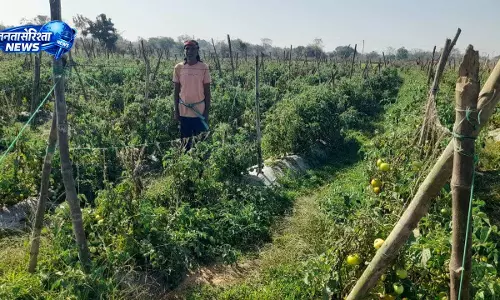 ग्राफ्टेड टमाटर की खेती से दुबेलाल का बढ़ा मुनाफा