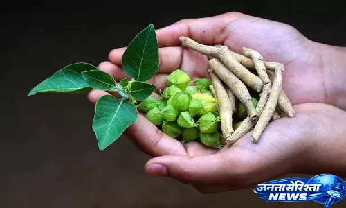 Women Health Benefits के लिए इन पौधों को डेली रूटीन में शामिल कर सकती हैं
