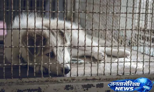 Rajkot: दो लोगों ने बंधे हुए कुत्ते को डंडों से पीटा, वीडियो वायरल
