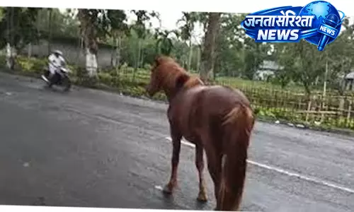 बाढ़ से घासभूमि डूबी, Dibru-Saikhowa के जंगली घोड़े हाईवे तक पहुंचे