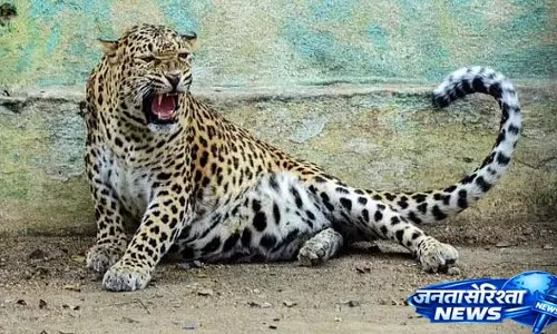 Thane में तेंदुआ अभी भी घूम रहा है, लड़के की मौत के बाद जानवरों पर हमला कर रहा