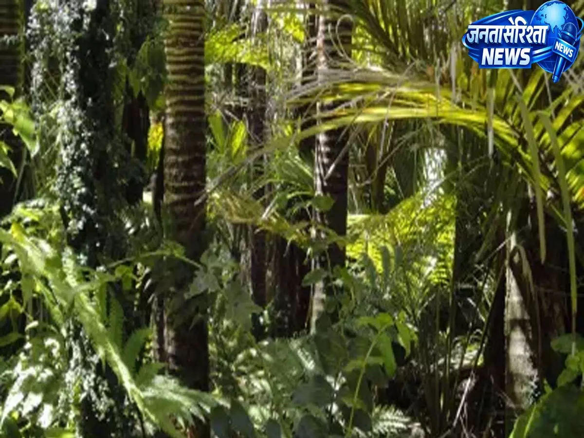 Kohima: नागालैंड सरकार ने तिजित वन भूमि पर अतिक्रमण की पहचान की Kohima: नागालैंड सरकार ने तिजित वन भूमि पर अतिक्रमण की पहचान की