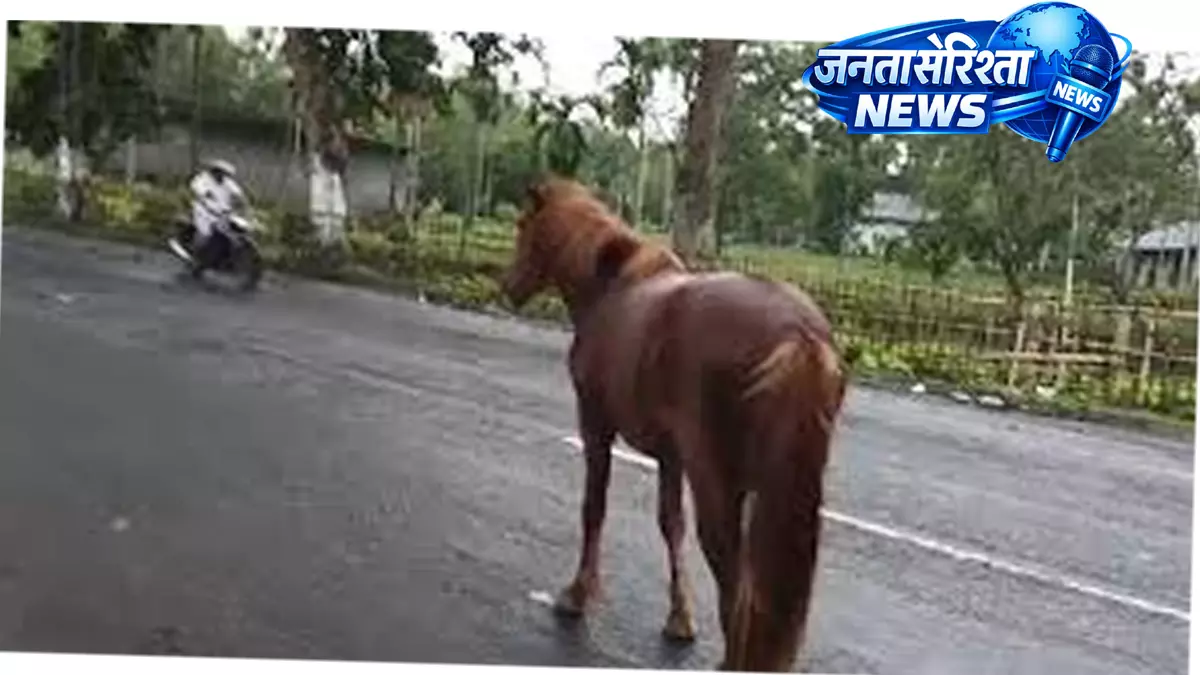 बाढ़ से घासभूमि डूबी, Dibru-Saikhowa के जंगली घोड़े हाईवे तक पहुंचे बाढ़ से घासभूमि डूबी, Dibru-Saikhowa के जंगली घोड़े हाईवे तक पहुंचे