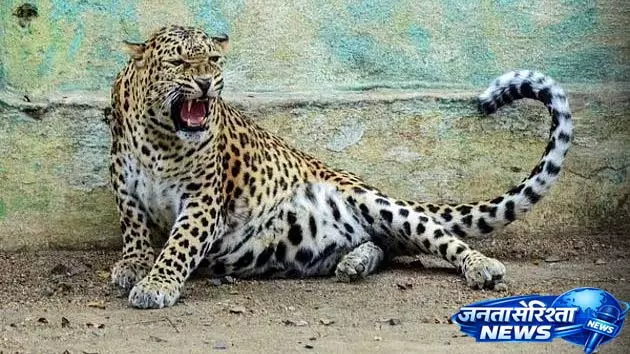 Thane में तेंदुआ अभी भी घूम रहा है, लड़के की मौत के बाद जानवरों पर हमला कर रहा Thane में तेंदुआ अभी भी घूम रहा है, लड़के की मौत के बाद जानवरों पर हमला कर रहा
