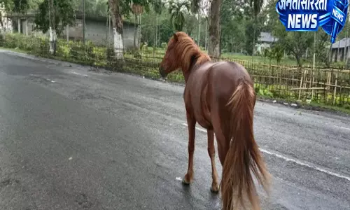 Assam: भारी बारिश के बीच NH-37 पर दिखे डिब्रू-सैखोवा के जंगली घोड़े Assam: भारी बारिश के बीच NH-37 पर दिखे डिब्रू-सैखोवा के जंगली घोड़े