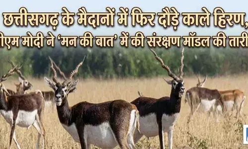 छत्तीसगढ़ के मैदानों में फिर दौड़े काले हिरण, पीएम मोदी ने मन की बात में की संरक्षण मॉडल की तारीफ छत्तीसगढ़ के मैदानों में फिर दौड़े काले हिरण, पीएम मोदी ने मन की बात में की संरक्षण मॉडल की तारीफ