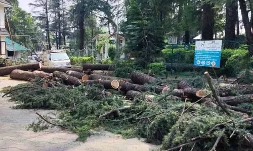 Himachal Pradesh में अवैध देवदार कटाई पर प्रशासन ने जांच शुरू की