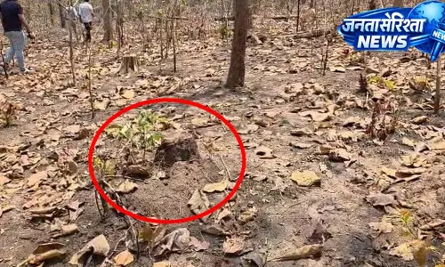 मरवाही वनमंडल में पेड़ों की अवैध कटाई से हड़कंप, 120 से ज्यादा ठूंठ मिले मरवाही वनमंडल में पेड़ों की अवैध कटाई से हड़कंप, 120 से ज्यादा ठूंठ मिले