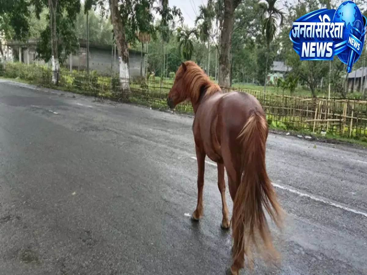 Assam: भारी बारिश के बीच NH-37 पर दिखे डिब्रू-सैखोवा के जंगली घोड़े Assam: भारी बारिश के बीच NH-37 पर दिखे डिब्रू-सैखोवा के जंगली घोड़े