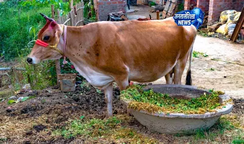 गंगवा ने Hisar गांव की गौशालाओं को 84.41 लाख रुपये के चेक बांटे गंगवा ने Hisar गांव की गौशालाओं को 84.41 लाख रुपये के चेक बांटे