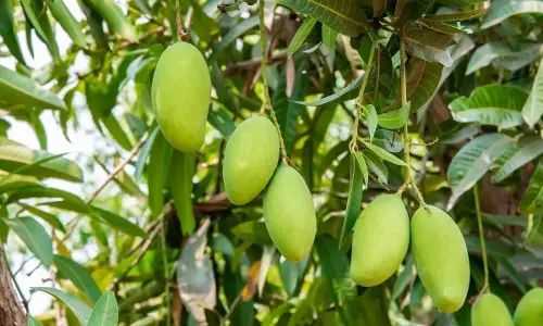 आम के चक्कर में युवक ने जान से हाथ धोया आम के चक्कर में युवक ने जान से हाथ धोया