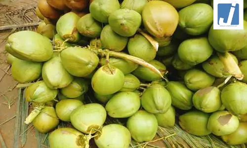 पश्चिम एशिया संकट का असर: कच्चे नारियल निर्यात पर ब्रेक, शिपिंग बाधाओं से ठप पड़ा व्यापार पश्चिम एशिया संकट का असर: कच्चे नारियल निर्यात पर ब्रेक, शिपिंग बाधाओं से ठप पड़ा व्यापार