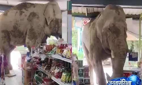 Viral video: जंगली हाथी ने थाईलैंड के स्टोर में मचाई हलचल, इंटरनेट पर हंसी का माहौल