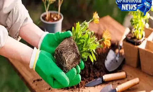 होम गार्डनिंग: मिट्टी को उपजाऊ बनाए रखने के तरीके होम गार्डनिंग: मिट्टी को उपजाऊ बनाए रखने के तरीके