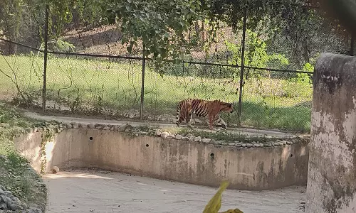 Lucknow: गर्मी से बचाव को लेकर चिड़ियाघर प्रशासन सक्रिय Lucknow: गर्मी से बचाव को लेकर चिड़ियाघर प्रशासन सक्रिय