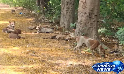 Rudrampur में वर्कर्स पर कुत्तों के हमलों से सुरक्षा को लेकर चिंता बढ़ी