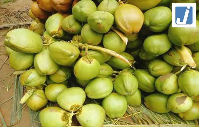 पश्चिम एशिया संकट का असर: कच्चे नारियल निर्यात पर ब्रेक, शिपिंग बाधाओं से ठप पड़ा व्यापार पश्चिम एशिया संकट का असर: कच्चे नारियल निर्यात पर ब्रेक, शिपिंग बाधाओं से ठप पड़ा व्यापार