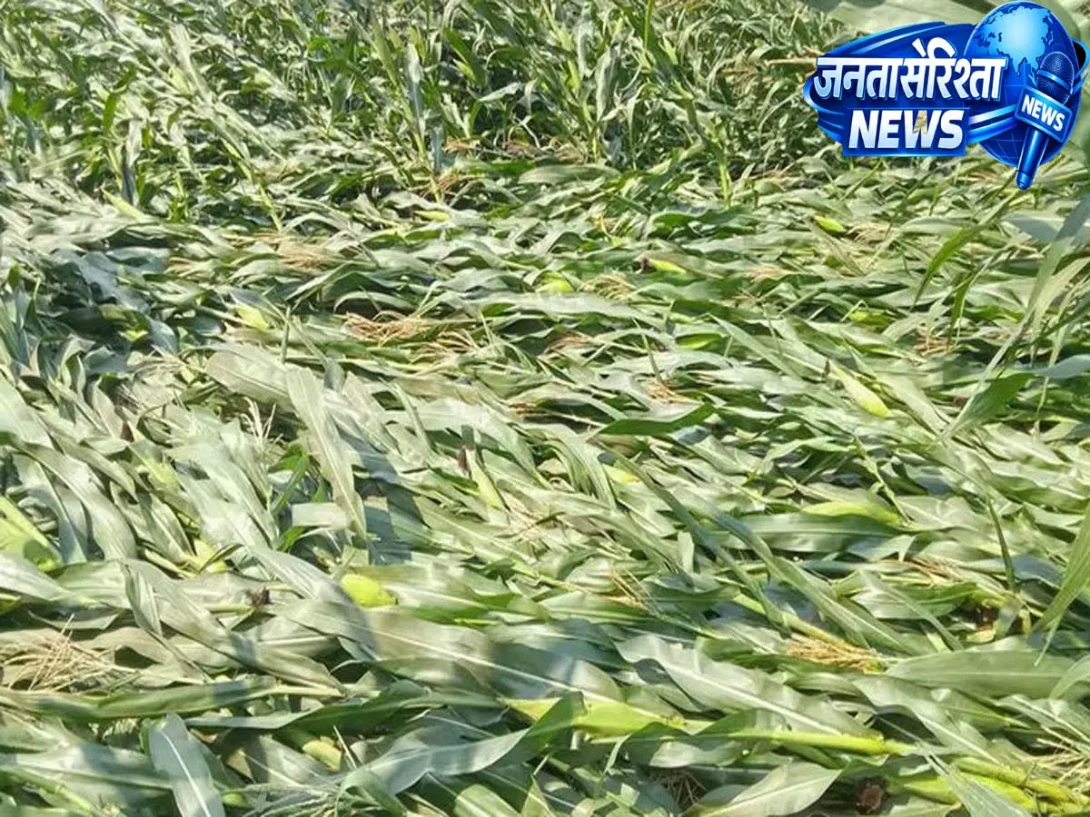 मक्का किसानों की दुर्दशा: नागरकुरनूल में PACS ऑफिस में रात बिताने को मजबूर मक्का किसानों की दुर्दशा: नागरकुरनूल में PACS ऑफिस में रात बिताने को मजबूर