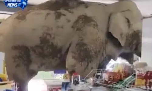 गजराज को स्नैक्स देखकर आई लालच, दुकान में घुसकर खाया बड़े आराम से
