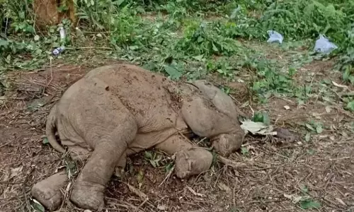 डूमडूमा में हाथी के बच्चे की मौत की जांच के आदेश; वाइल्डलाइफ SOS जांच के दायरे में