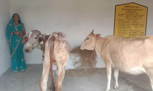 पशुपालन से सुकृता की बदली तस्वीर, मनरेगा बना सहारा पशुपालन से सुकृता की बदली तस्वीर, मनरेगा बना सहारा