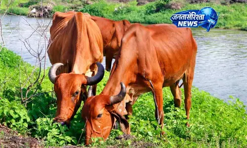 Jalandhar में मवेशियों की भलाई के लिए सिग्नेचर कैंपेन चलाया गया