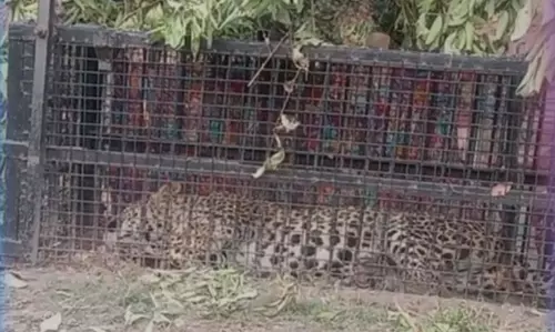 Nainital: मोरा गांव में गुलदार को पकड़ने का अभियान सफल Nainital: मोरा गांव में गुलदार को पकड़ने का अभियान सफल