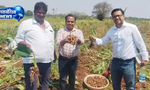 सज्जापुर कोलोकेशिया को GI टैग मिलने की तैयारी, किसानों को मिलेगा फायदा सज्जापुर कोलोकेशिया को GI टैग मिलने की तैयारी, किसानों को मिलेगा फायदा