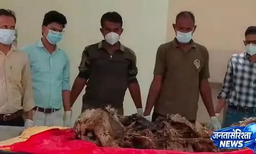 लापता बाघ RBT-2402 Ranthambore में मृत मिला; इलाके की लड़ाई का शक
