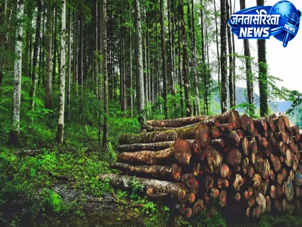 Assam: कार्बी आंगलोंग में 2001-2020 के बीच 97,000 हेक्टेयर से अधिक जंगल खत्म Assam: कार्बी आंगलोंग में 2001-2020 के बीच 97,000 हेक्टेयर से अधिक जंगल खत्म