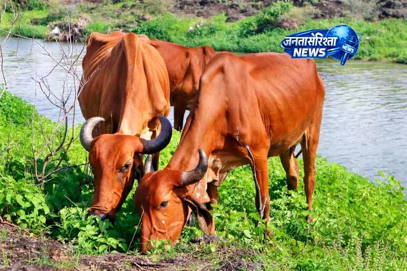 Jalandhar में मवेशियों की भलाई के लिए सिग्नेचर कैंपेन चलाया गया Jalandhar में मवेशियों की भलाई के लिए सिग्नेचर कैंपेन चलाया गया