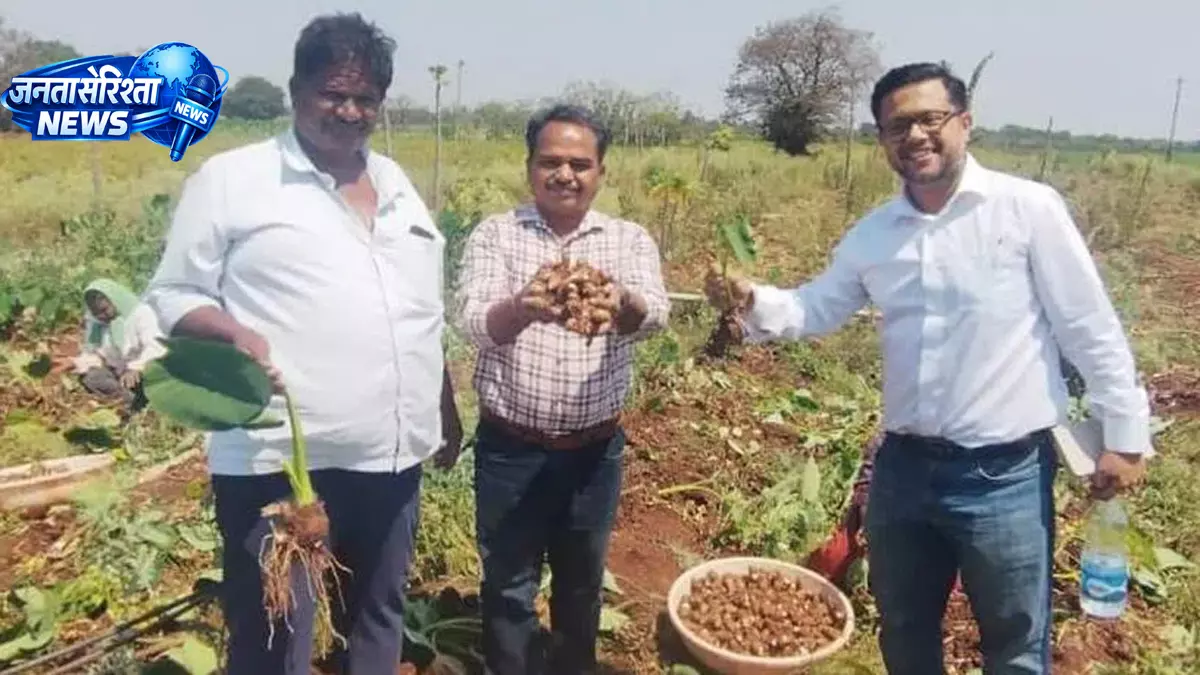 सज्जापुर कोलोकेशिया को GI टैग मिलने की तैयारी, किसानों को मिलेगा फायदा सज्जापुर कोलोकेशिया को GI टैग मिलने की तैयारी, किसानों को मिलेगा फायदा