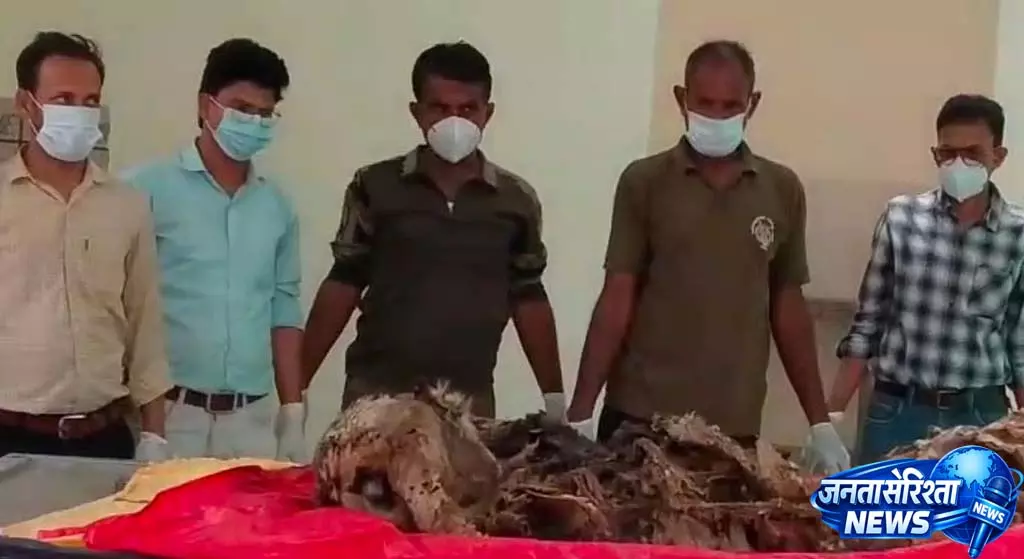 लापता बाघ RBT-2402 Ranthambore में मृत मिला; इलाके की लड़ाई का शक लापता बाघ RBT-2402 Ranthambore में मृत मिला; इलाके की लड़ाई का शक