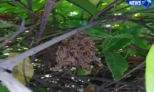 गुवाहाटी विश्वविद्यालय के आवासीय इलाकों में ततैया और मधुमक्खियों का बढ़ता प्रकोप