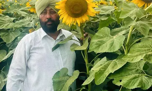 Ambala के किसानों की तिलहन में सफलता Ambala के किसानों की तिलहन में सफलता