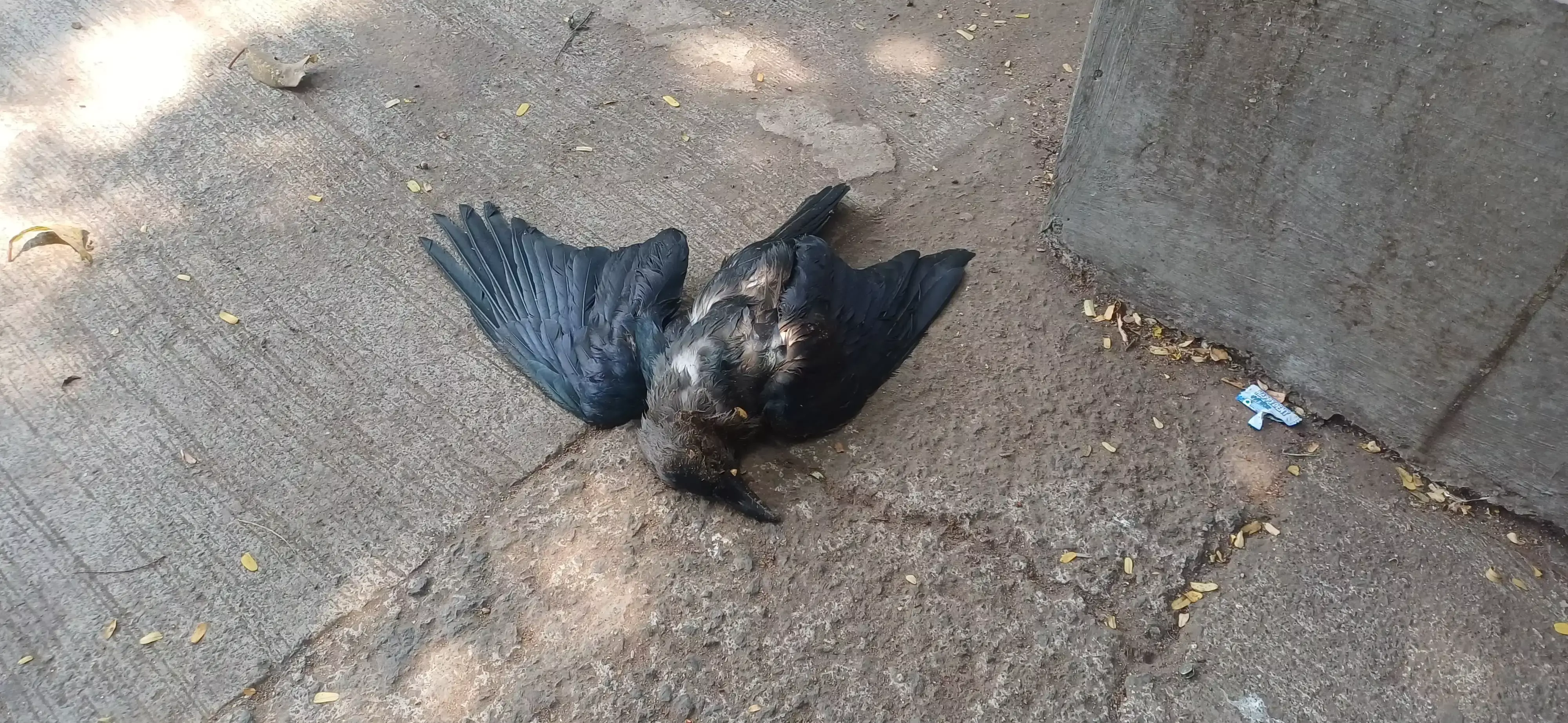 Mumbai: ठाणे पूर्व में गर्मी और लू से कौओं की मौत