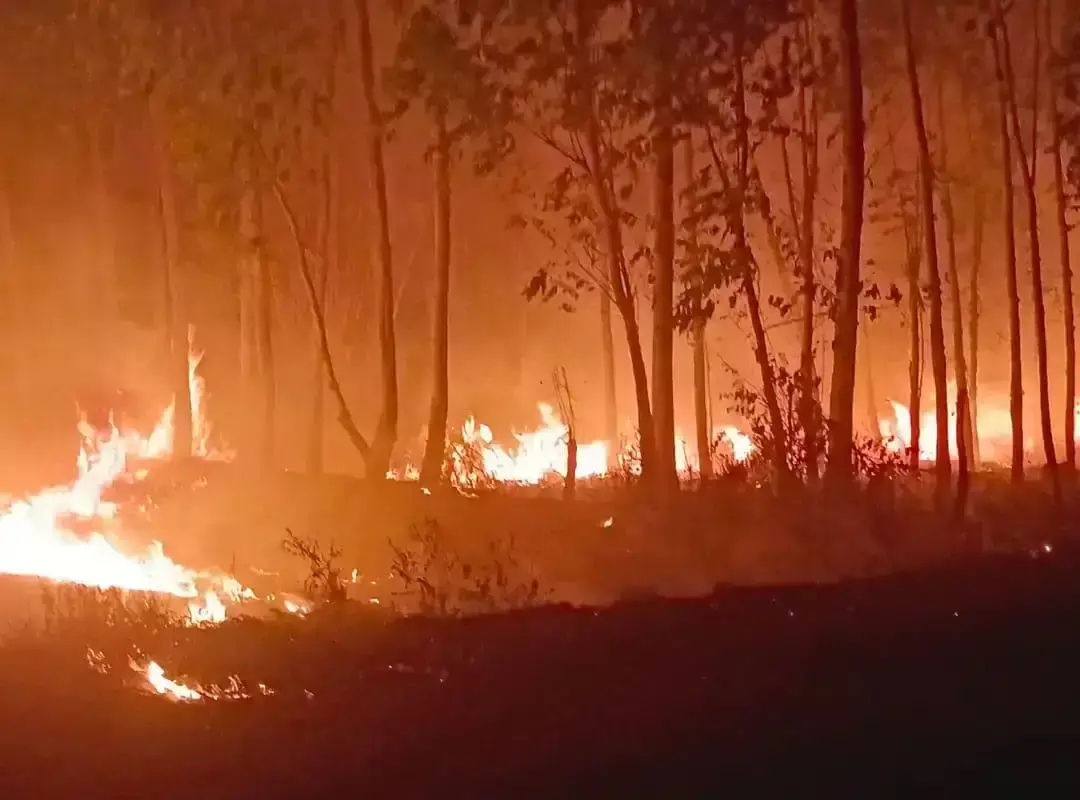 Panipat: भीषण गर्मी से हर्बल पार्क और जंगल में आग Panipat: भीषण गर्मी से हर्बल पार्क और जंगल में आग