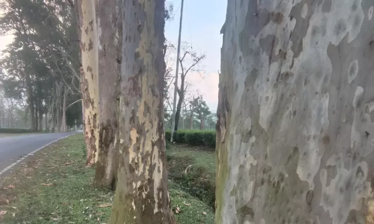 Assam: तिनसुकिया में ‘यूकेलिप्टस रोड’ पर खराब मौसम की वजह से पेड़ों का नुकसान