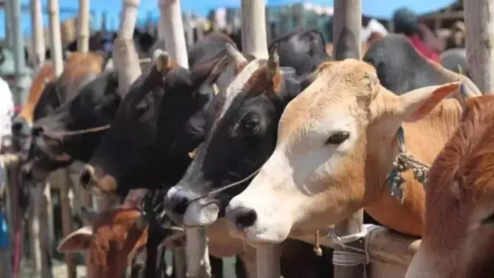 Haridwar: 105.5 किलो मांस बरामद, गौकशी का बड़ा खुलासा Haridwar: 105.5 किलो मांस बरामद, गौकशी का बड़ा खुलासा