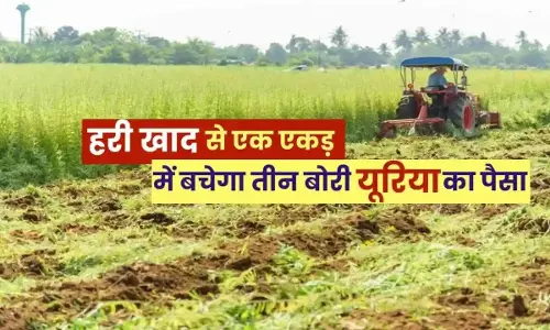 हरी खाद-खेती में बढ़ेगा उत्पादन, मिट्टी की सेहत होगी बेहतर
