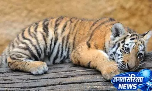 MP के कान्हा टाइगर रिजर्व में बाघिन की मौत, बच्चों का बचना मुश्किल MP के कान्हा टाइगर रिजर्व में बाघिन की मौत, बच्चों का बचना मुश्किल